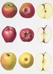 Six Apples